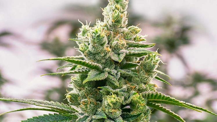 4 Tips to Purchase the Best Hemp Flower in Bulk