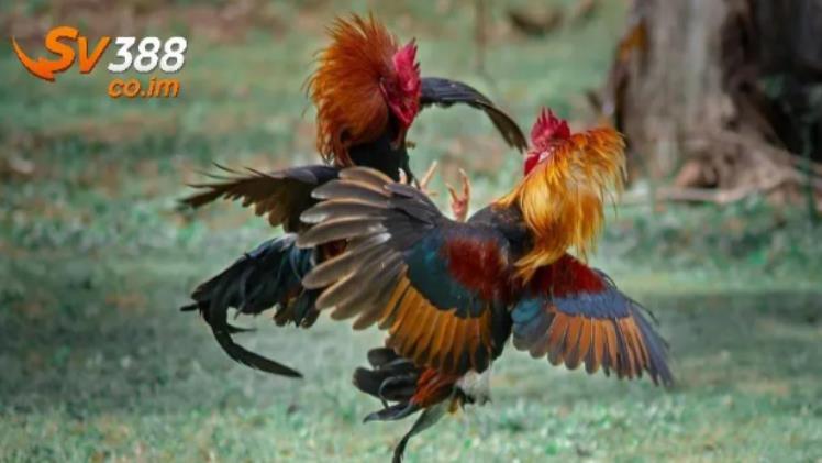 What Is sv388? A Best Platform for Online Cockfighting