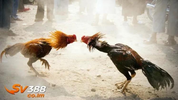 What Is sv388? A Best Platform for Online Cockfighting