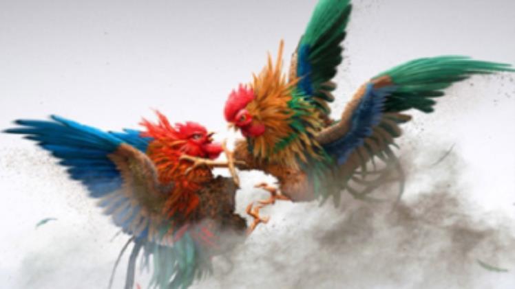 Trực tiếp đá gà thomo tại nhà cái vmax uy tín nhất Việt Nam